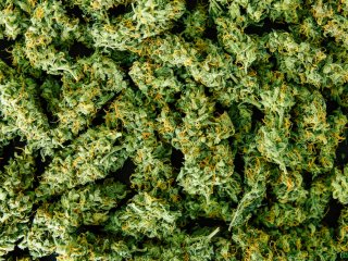 Maximizing Quality Cannabis Maximizing Quality Cannabis